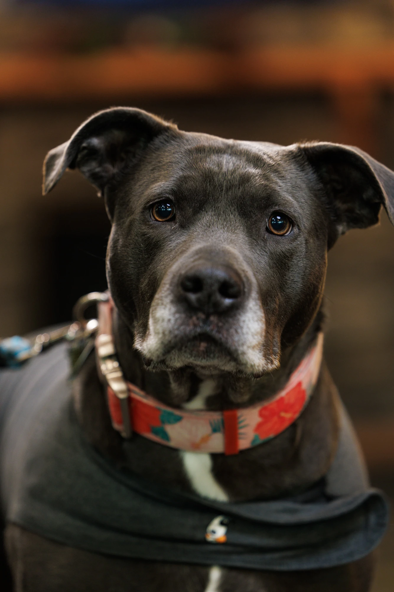 Molly the dog